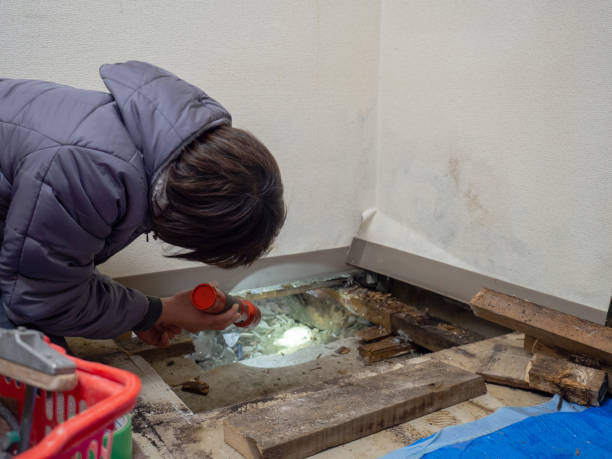 Best Environmental Consulting for Mold Prevention  in Norton Center, MA