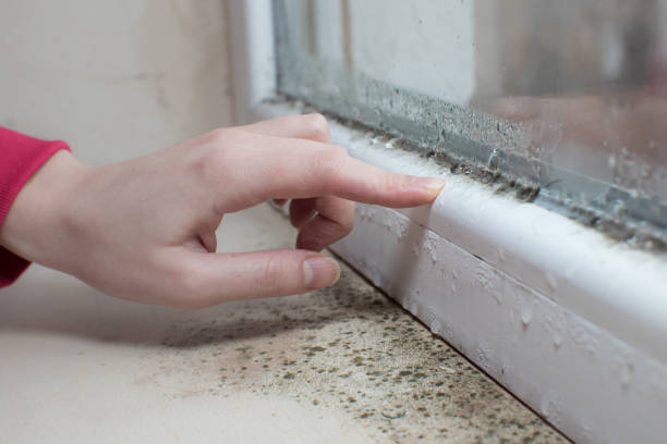 Mold Removal for HVAC Installations in Norton Center, MA