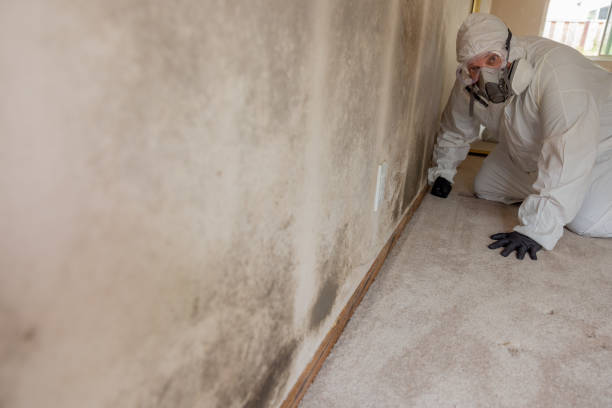 Best Emergency Mold Remediation  in Norton Center, MA